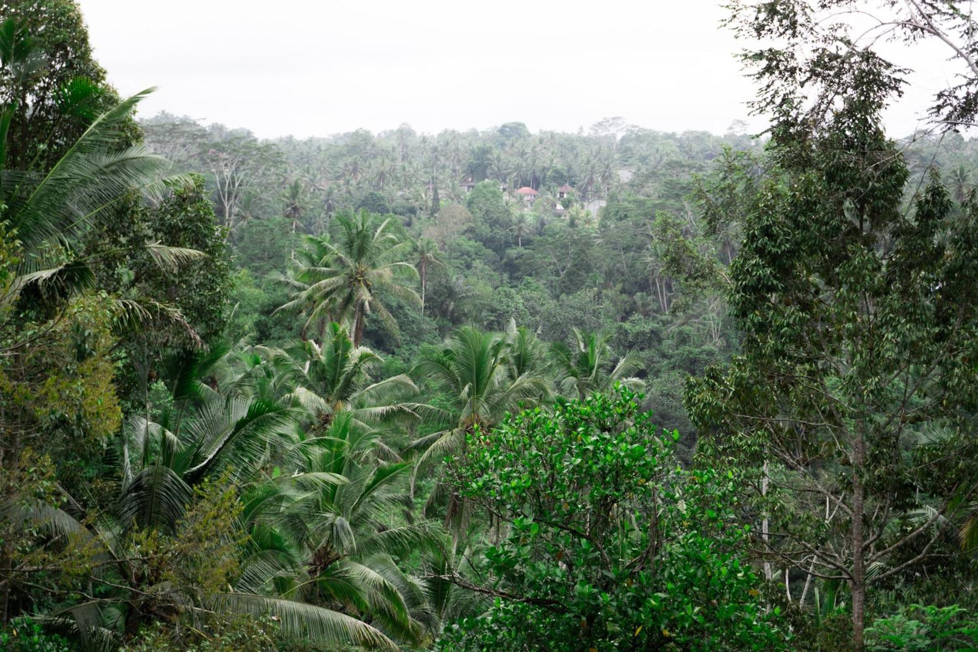 Delta Casa Ubud-Jungle Villas With Volcano View Payangan Buitenkant foto